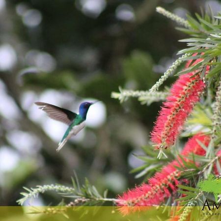 Hospedaje Amanecer Bed and Breakfast Turrialba Exterior foto