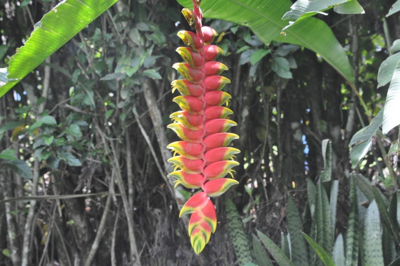 Hospedaje Amanecer Bed and Breakfast Turrialba Exterior foto