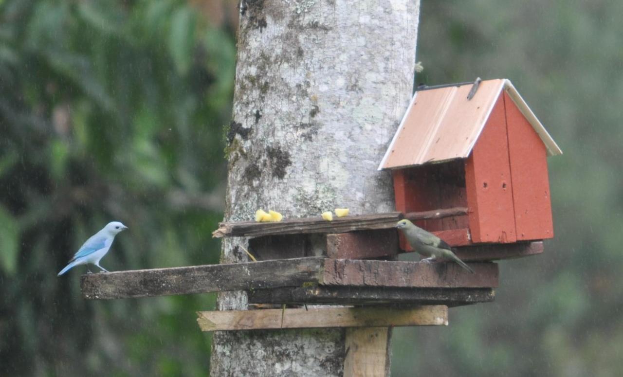 Hospedaje Amanecer Bed and Breakfast Turrialba Exterior foto