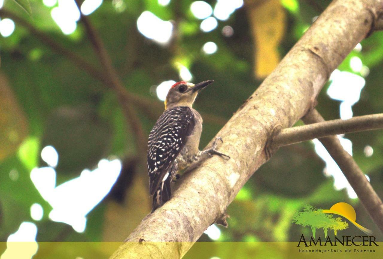 Hospedaje Amanecer Bed and Breakfast Turrialba Exterior foto