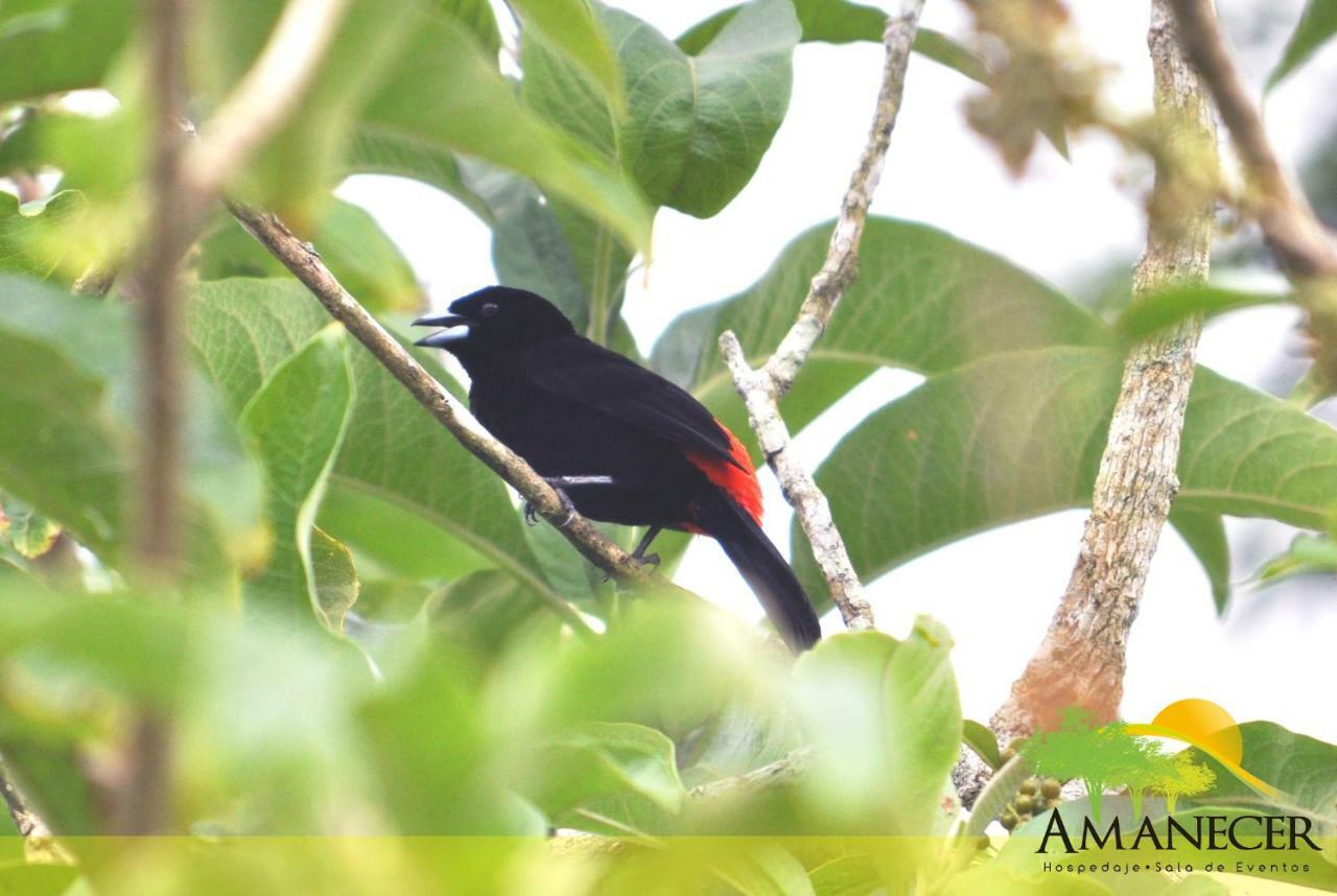Hospedaje Amanecer Bed and Breakfast Turrialba Exterior foto